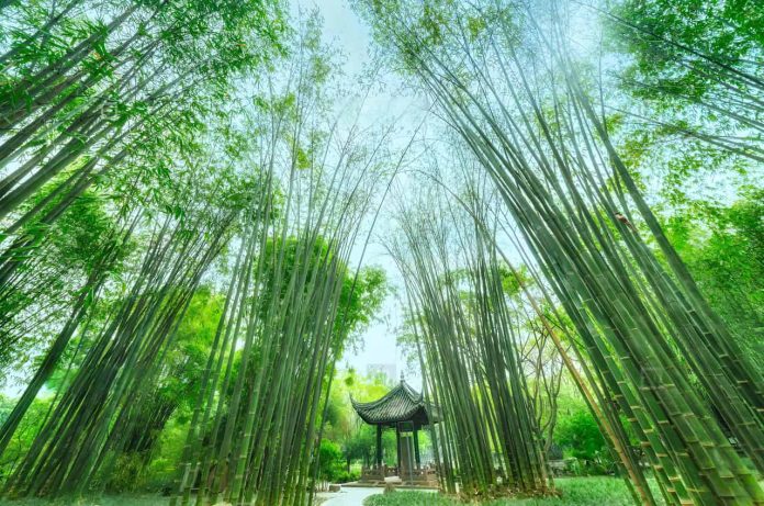 Bamboo view of Wangjianglou Park