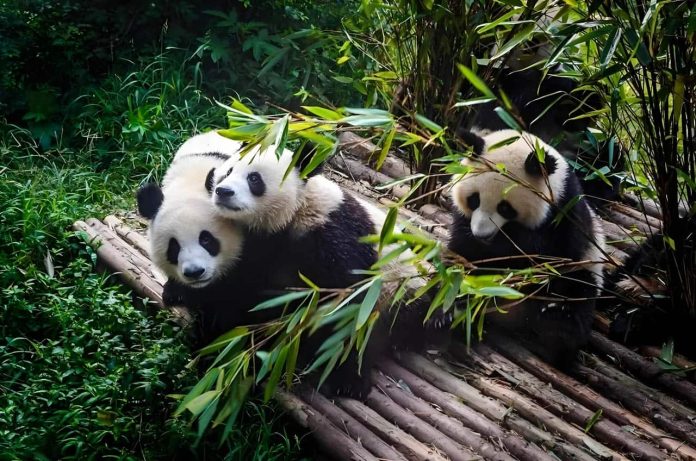 Chengdu Research Base of Giant Panda Breeding