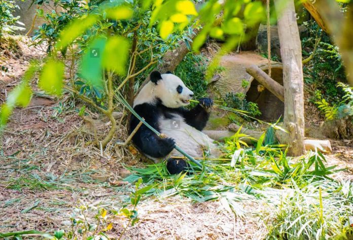 Chengdu Research Base of Giant Panda Breeding