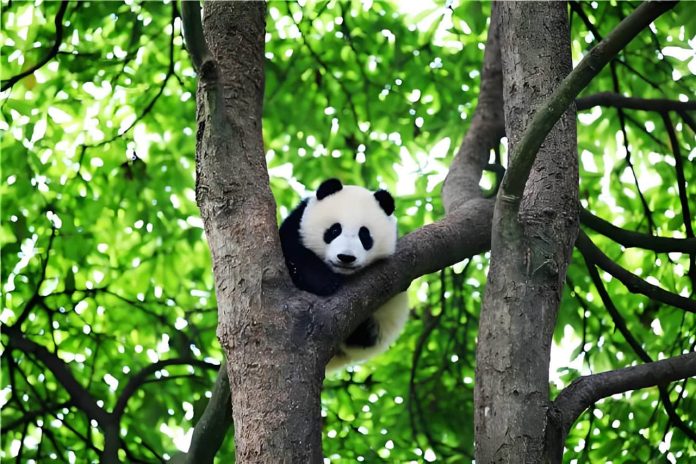 Chengdu Research Base of Giant Panda Breeding