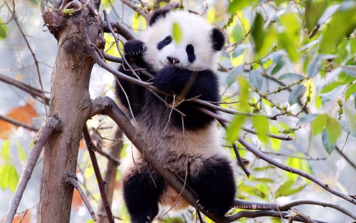 the Chengdu Research Base of Giant Panda Breeding