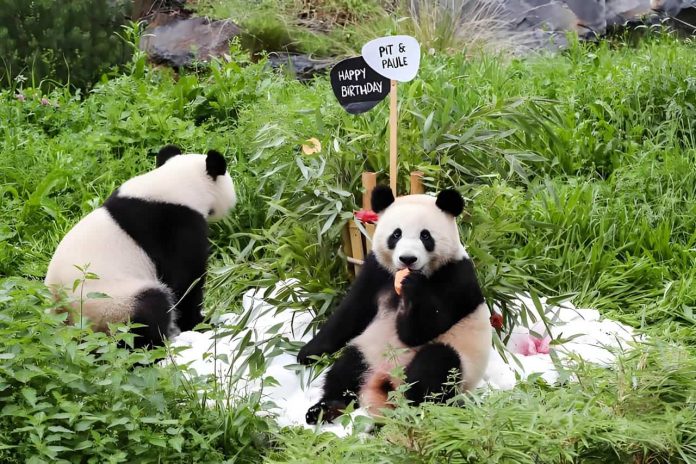 Chengdu panda base